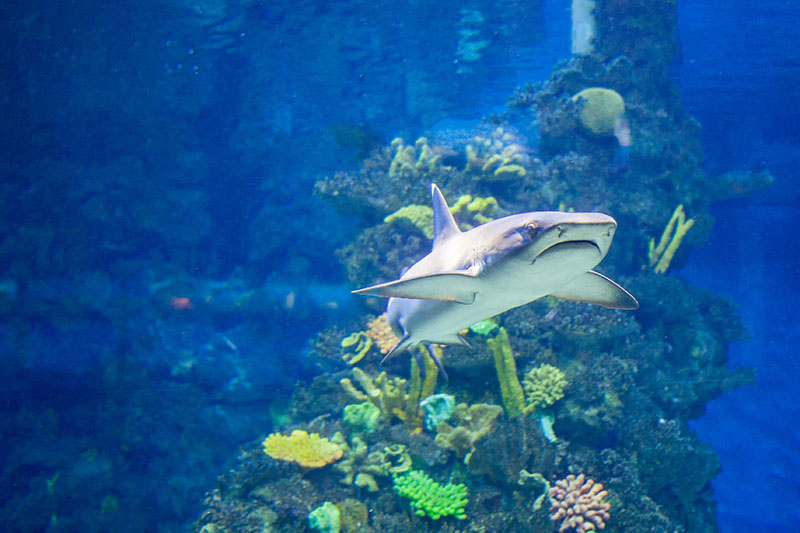 Akwarium w Costa Teguise